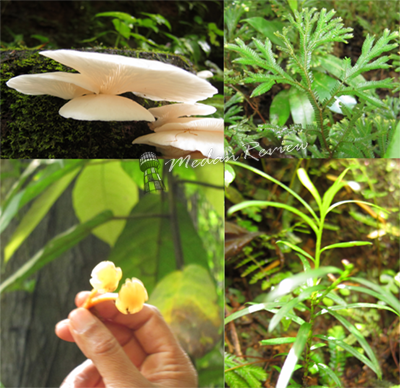 Berbagai vegetasi hutan di Taman Simalem Resort